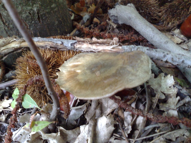 Altri due funghi dall''Etna